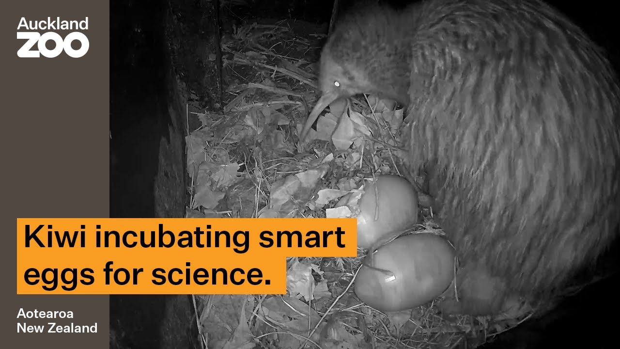 Kiwi-cam! Night cameras show kiwi in the nest.