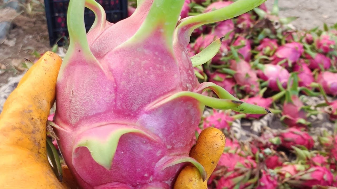 Ejder Meyvesi Kış Bakımı & Serada Erkenci #karpuz Ekimi #trending #video #viral #farming #gardening 