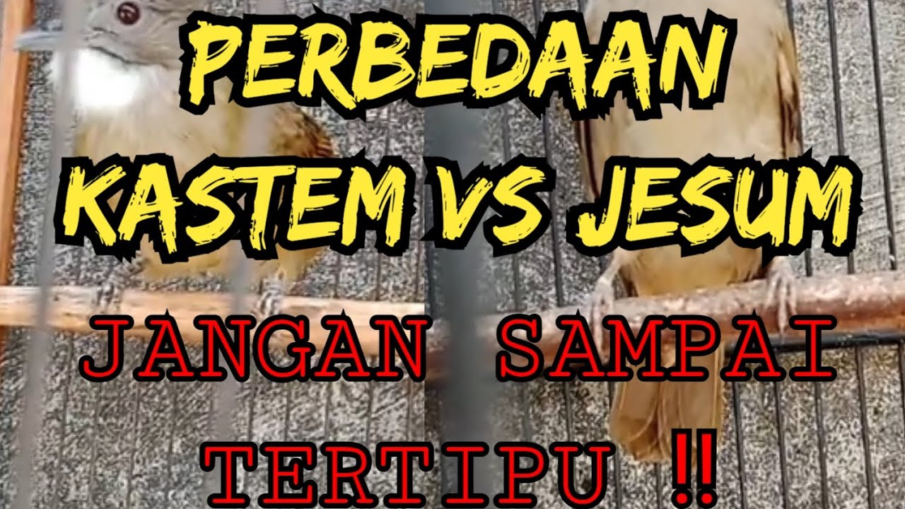 PERBEDAAN KAPAS TEMBAK DAN JENGGOT SUMATERA ✅ awas ketipu ‼️