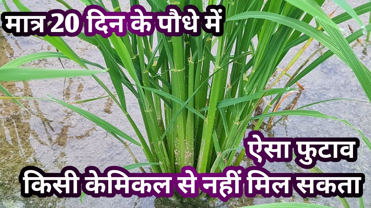 20 दिन के पौधे में ऐसा फुटाव, पूसा बासमती 1847 में पाटा लगाने का जबरदस्त परिणाम pusa Basmati 1847