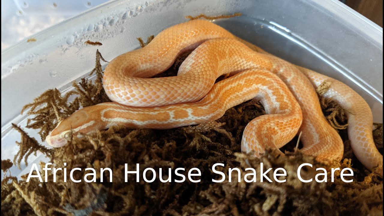 African House Snake Care