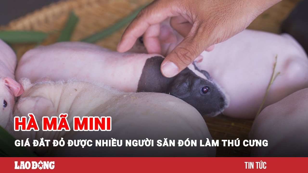 Hà mã mini giá đắt đỏ được nhiều người săn đón làm thú cưng | Báo Lao Động