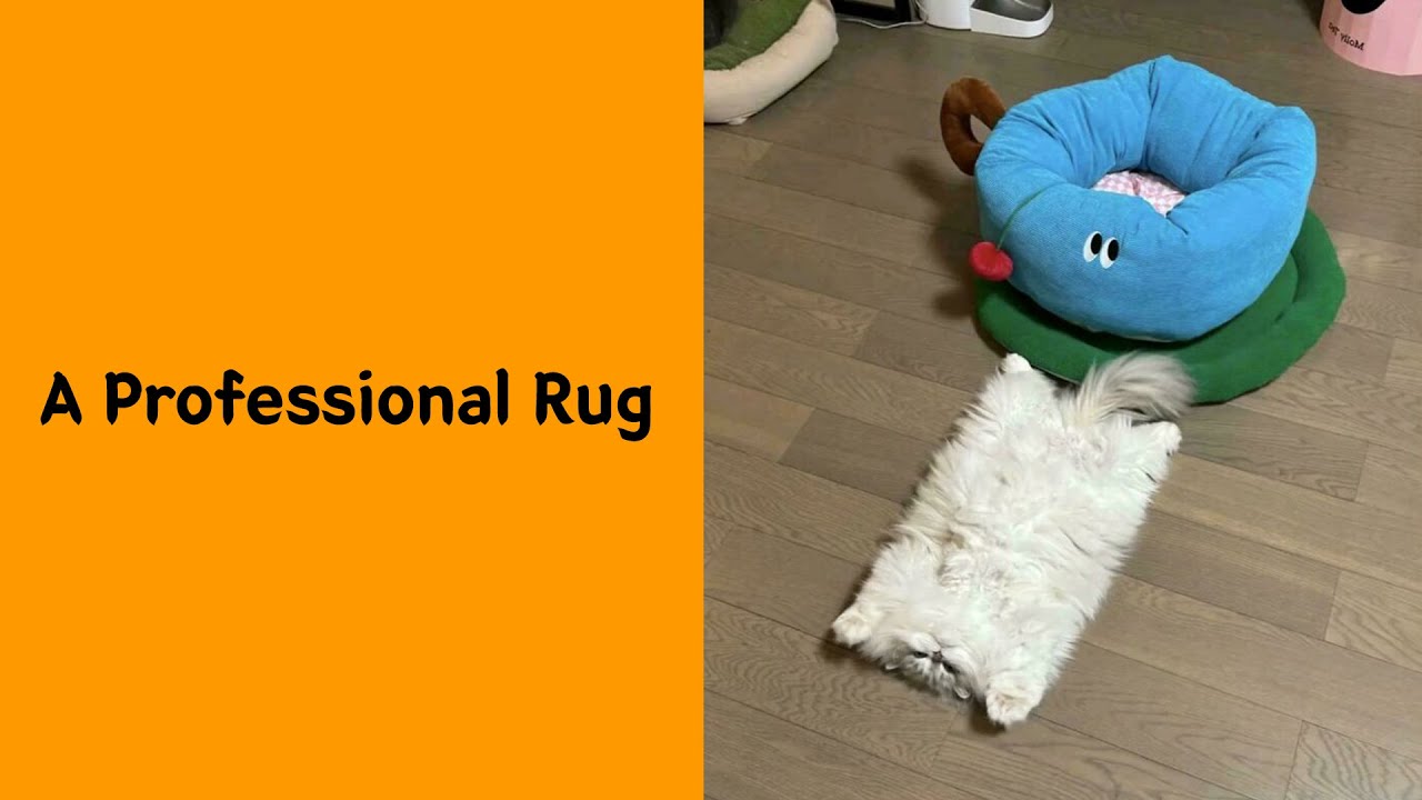50 Cats Pretending To Work And Somehow Doing It Better Than Us 2/2