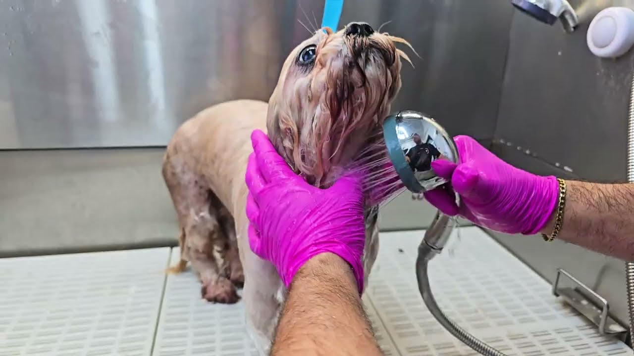 Watch This Dog's Amazing Makeover!