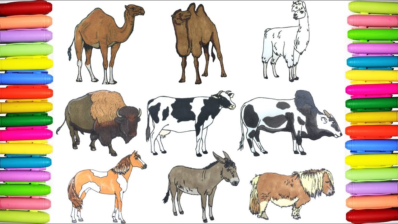Farm animals colouring book