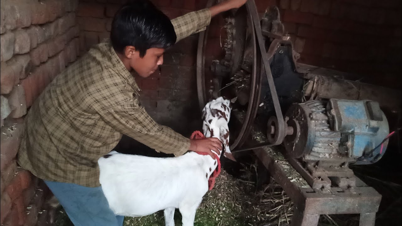 Hmari Cow Or Bakri Ko Pta Nai Ajj Kiya Howa.