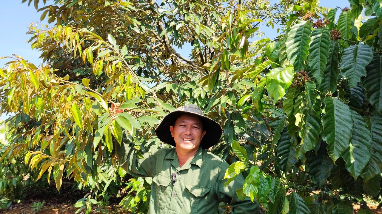 Xử lý già lá lần thứ ba cho sầu riêng đang xổ nhụy