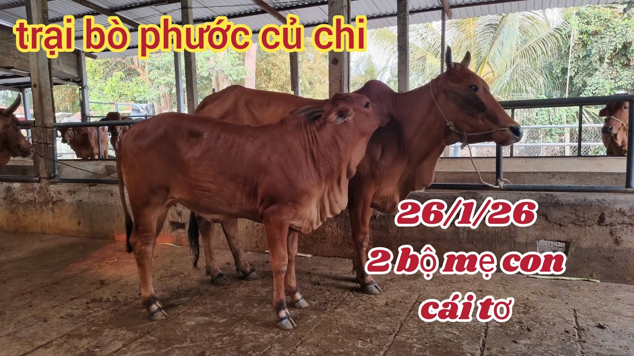 26/1/26: cái siêu: 18,5, mẹ con cái sind:  30 & 39,5..