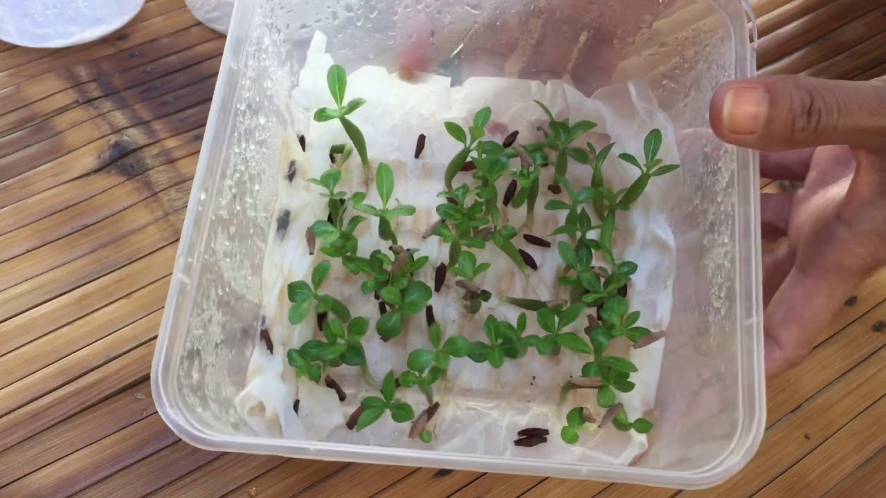 how to germinate adenium seeds using tissue paper.. with result..