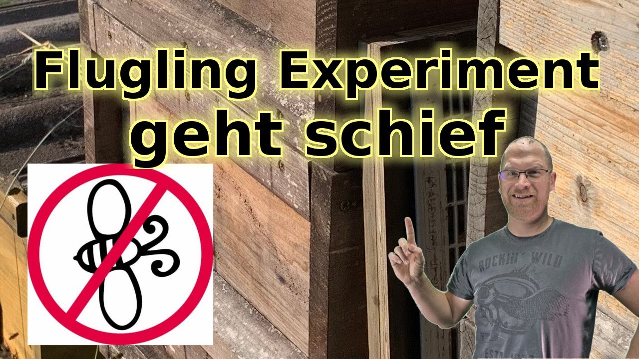 Imkerei: Flugling Experiment geht schief (Umlarven, Weiselprobe, keine Bienen)