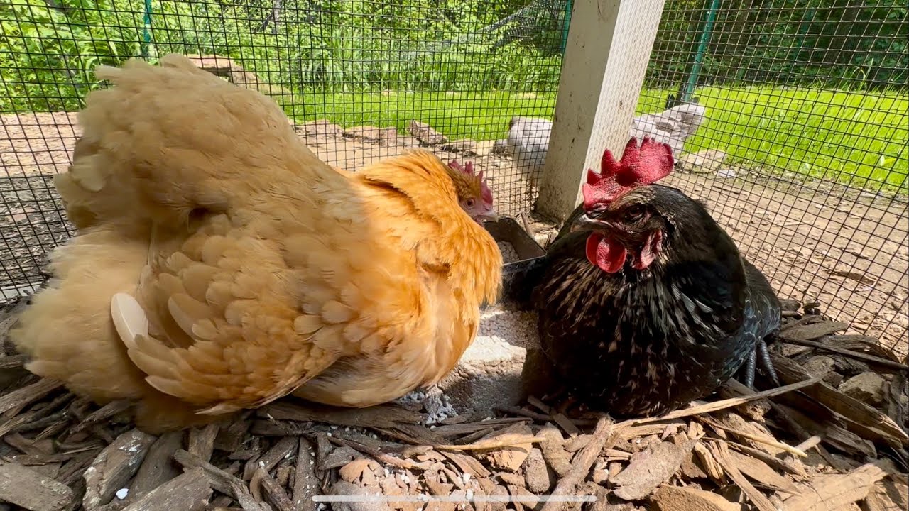 Chickens Try to Take a Dust Bath in and Snuggle Oyster Shells