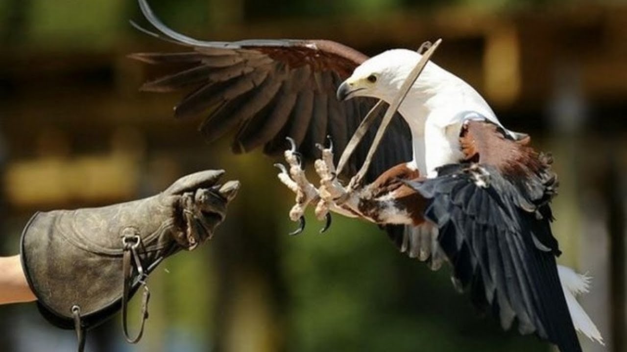 PREPARATION D UNE SAISON DE CHASSE VOLIERE A L ANGLAISE
