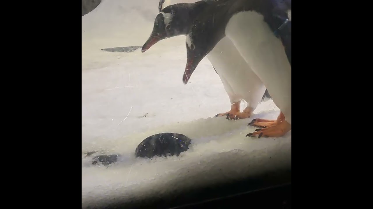 Penguins in Sydney sea life underwater  aquarium.