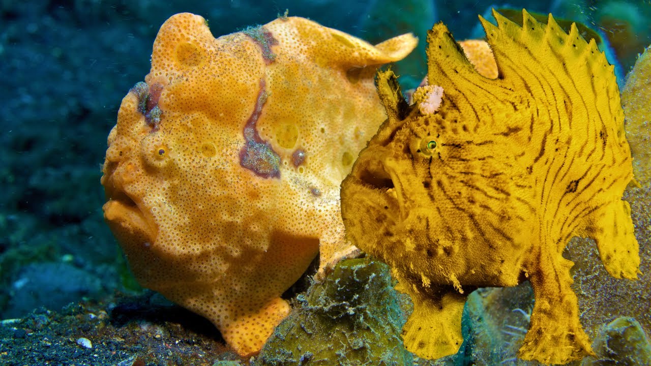 Frogfish: Master of Camouflage and deadly predator of the Ocean