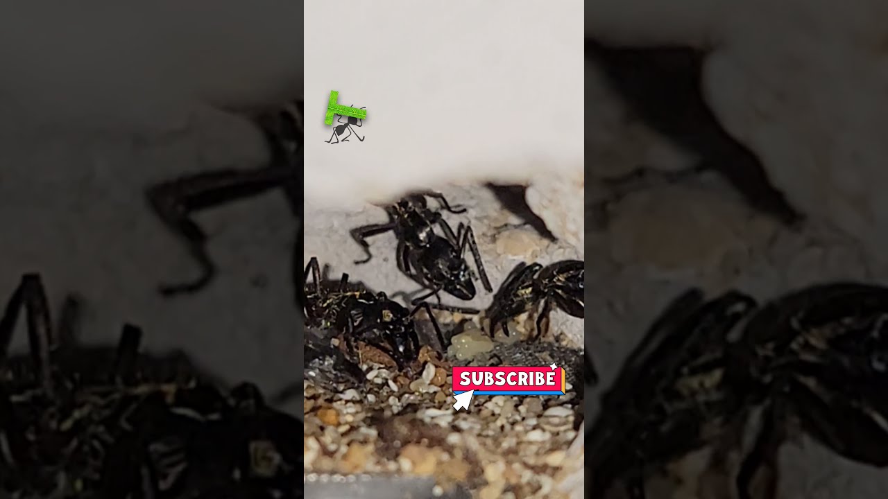 🚩❤NEOPONERA Villosa Cuidados (HORMIGUERO especializado) Tips de crianza 