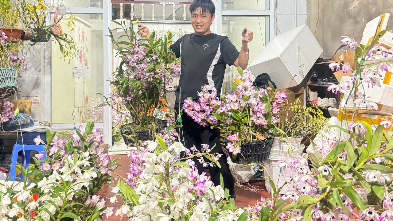 (12/3) EM HUYỀN LAI CHÂU BÁN PHONG LAN RỪNG THUẦN 0855402333