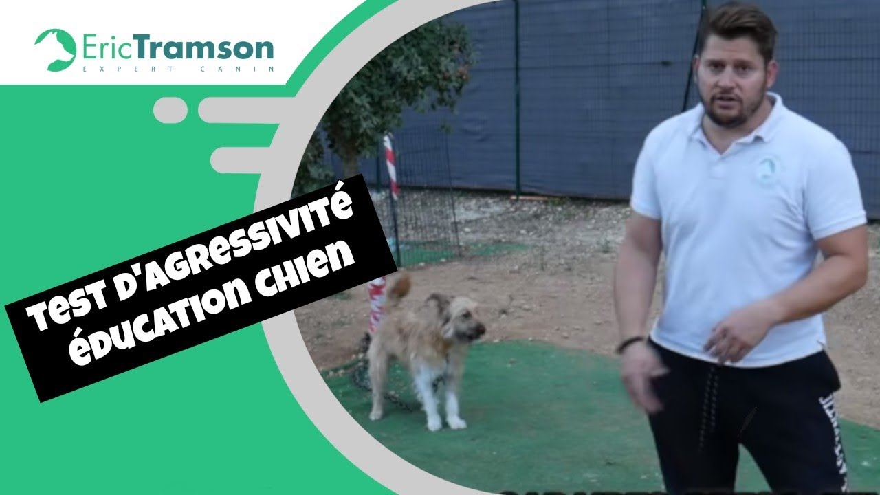 Comment éduquer un chien Berger des Pyrénées destructeur et mordeur avec Eric Tramson ?