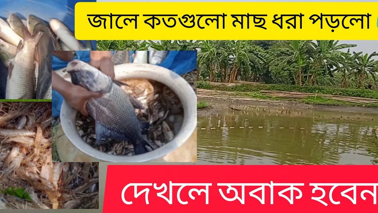 জালে হাজার হাজার চিংড়ি মাছ এবং বহু বড় মাছ ধরা পড়েছে।। 