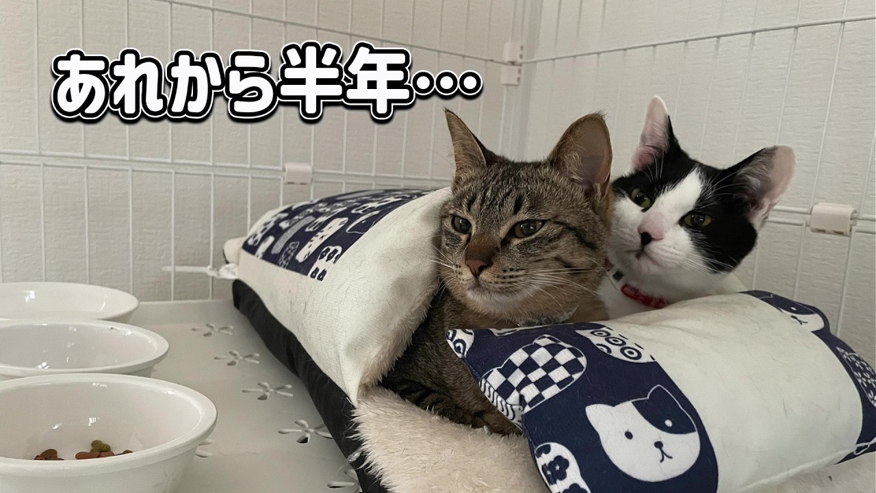 少しずつ変わる3にゃんの暮らし。