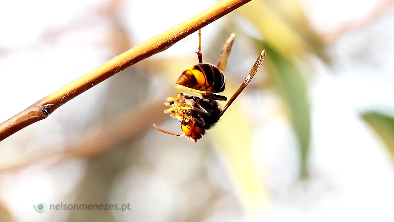 Vespa Velutina Nigrithorax