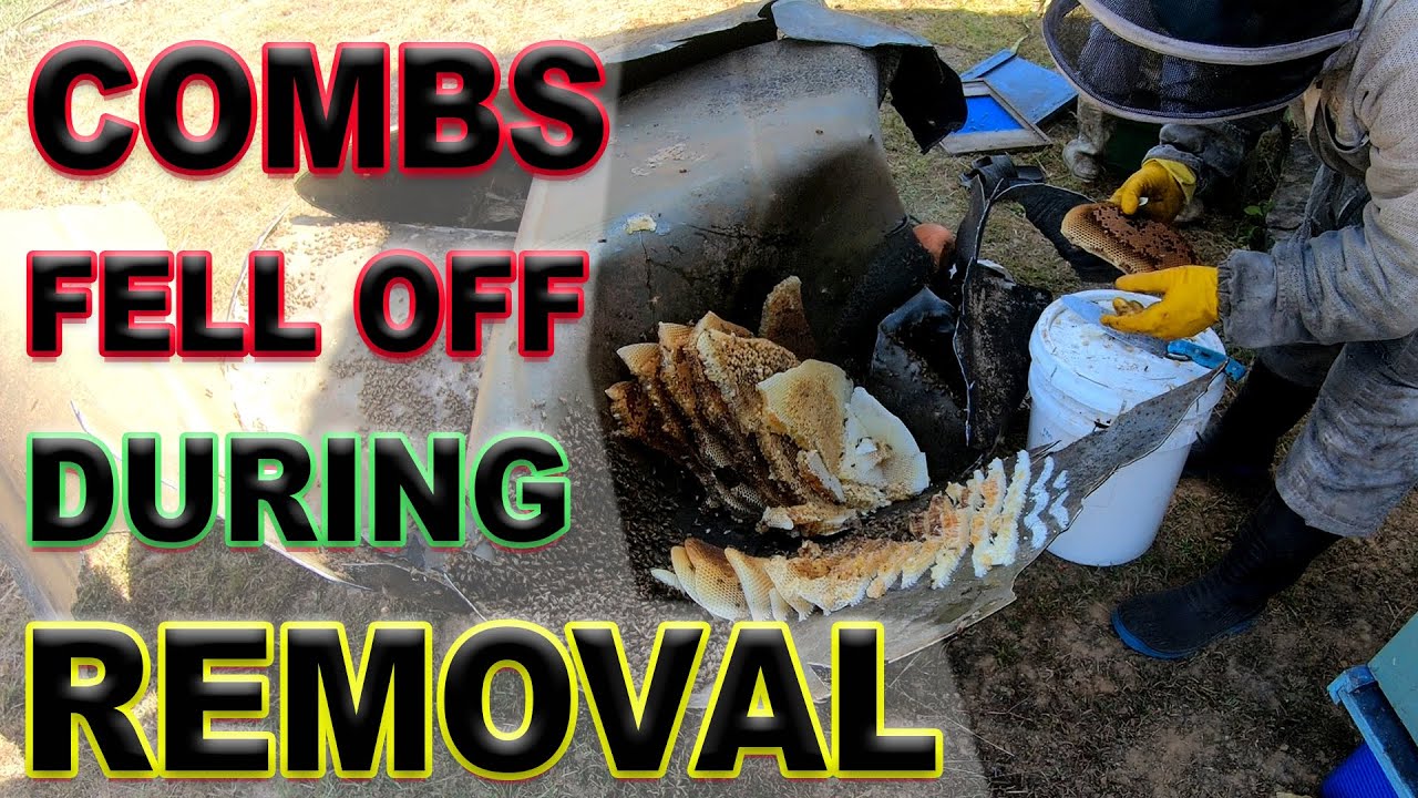 Combs Fell Off During Killer Bees Removal