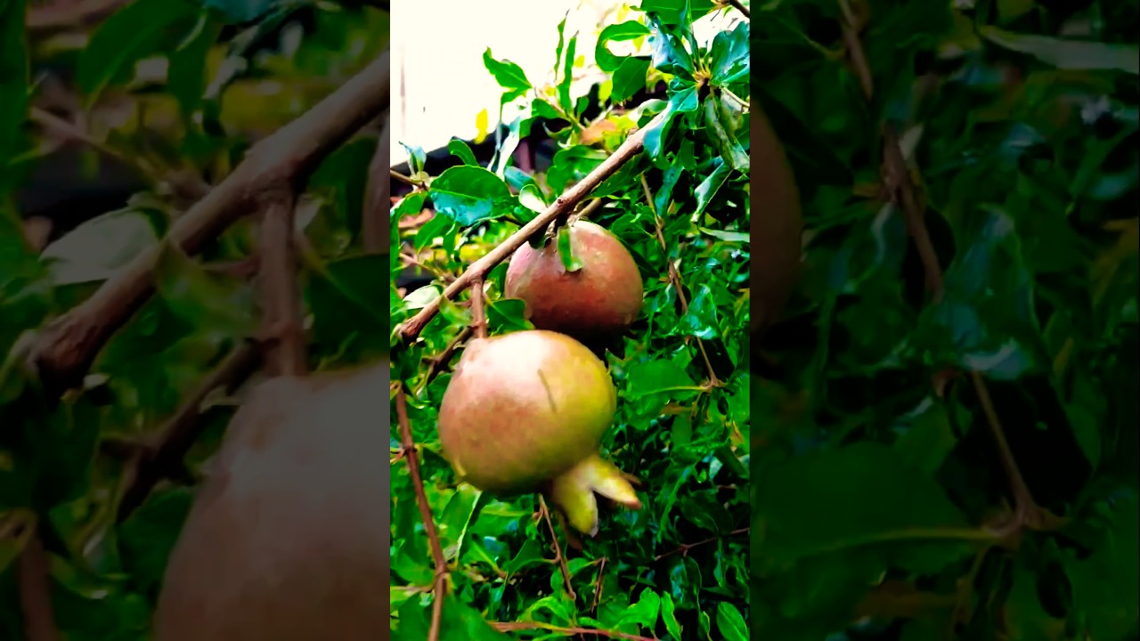 Anar ka poudha kaise grow kare #Anar #fruit #trandingshorts #taracegarden #gardeningidea #pomogranat