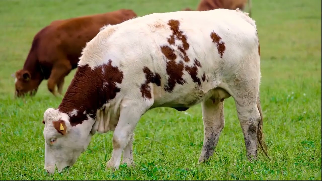 The Ultimate ASMR - Cows Grazing on a Field (Crunchy, Fresh, Green Grass)