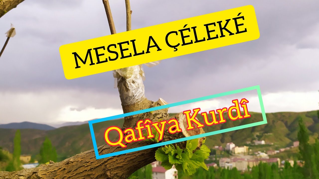 MESELA ÇÉLEKÉ ( QAFÎYA KURDÎ)#kurdi #zimanékurdi #kafîyakurdi #helbestakurdi