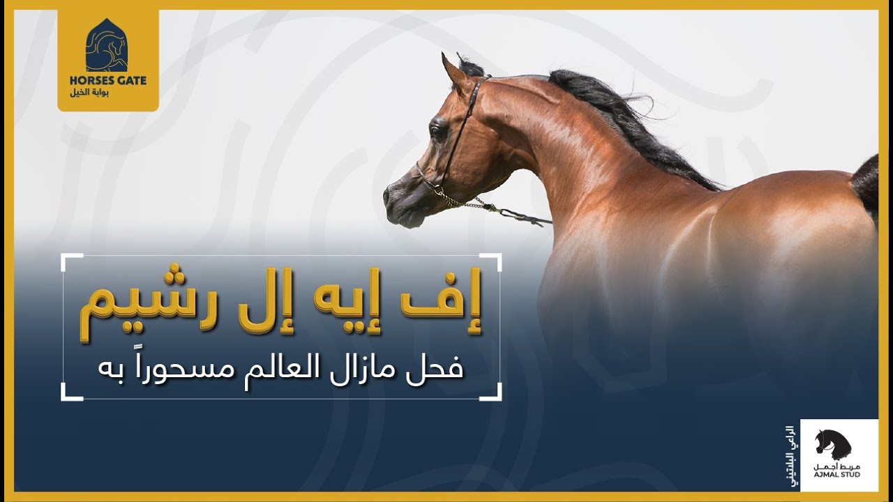 FA ELRASHEEM | إف إيه إل رشيم ، فحل مازال العالم مسحوراً به