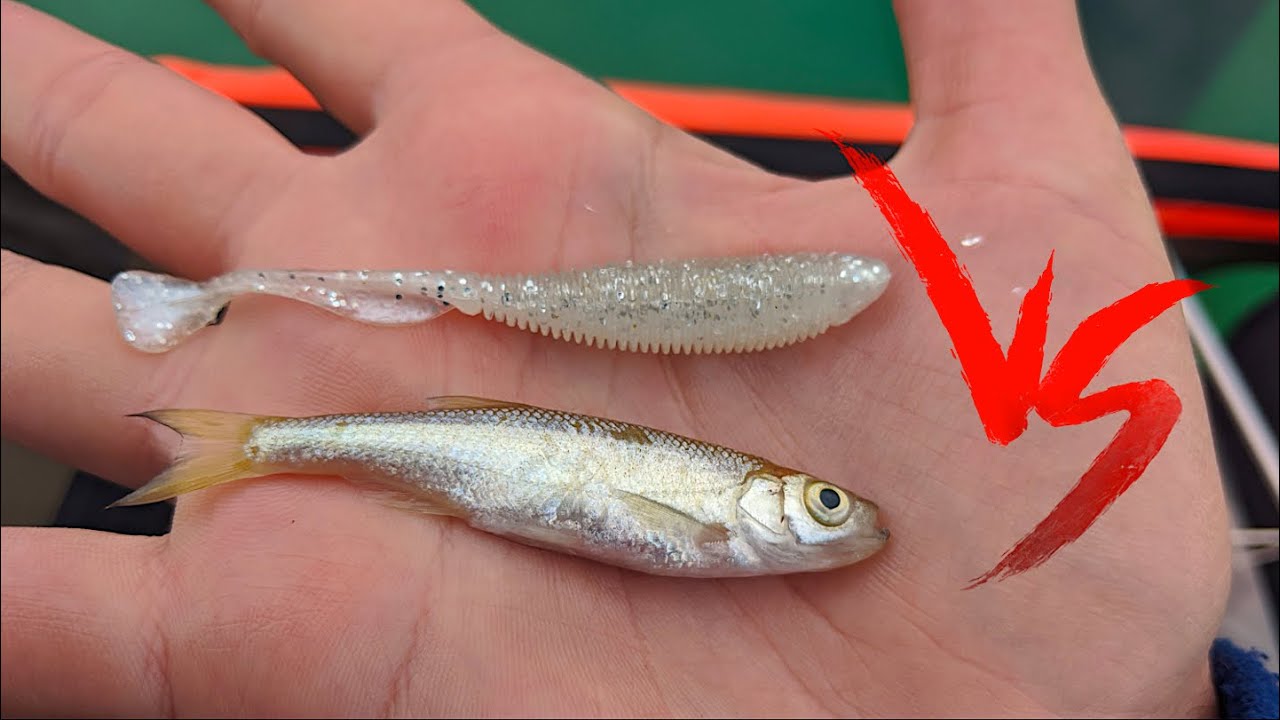 ESCA VERA VS ESCA FINTA: QUALE CATTURA PI&Ugrave; PESCI? Pesca dal Belly Boat in Lago Sotto la Pioggia! C&R