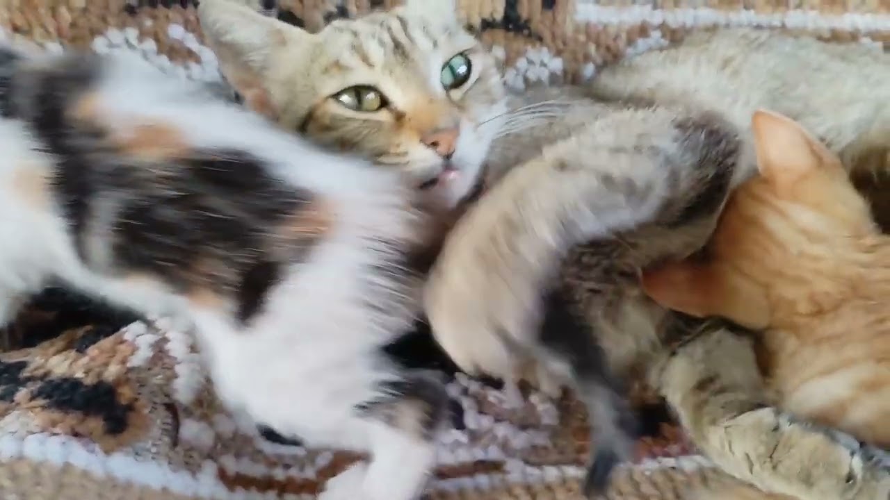 Reaksi induk kandung liat anaknya menyusu induk lainnya #cat #kitten #pet