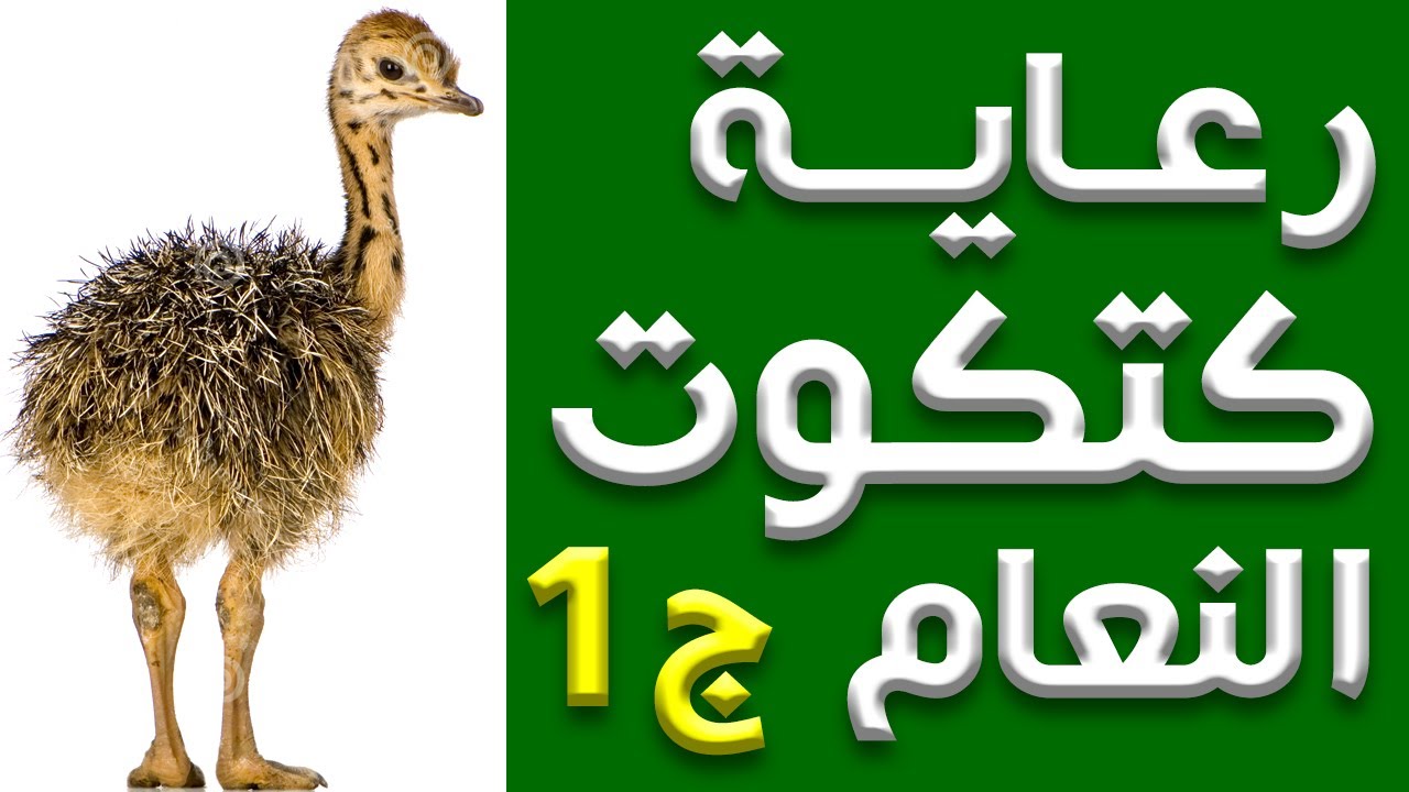 رعاية كتكوت النعام الجزء 1 مشروع تربية النعام