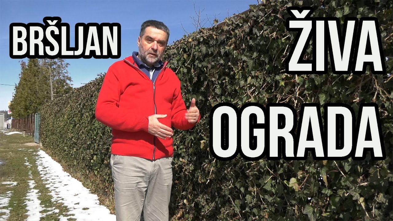 Živa ograda - br&scaron;ljan