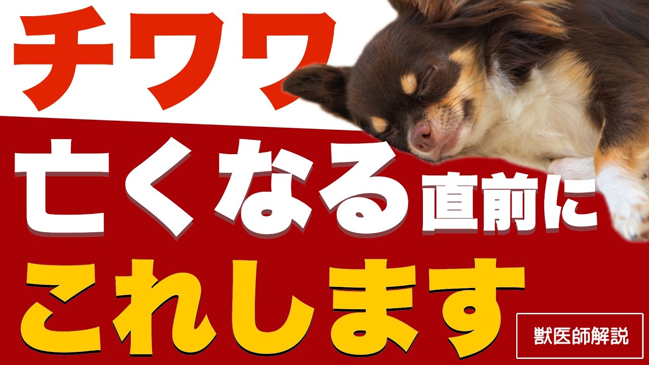 【寿命】チワワが亡くなる前に見せる５つの前兆