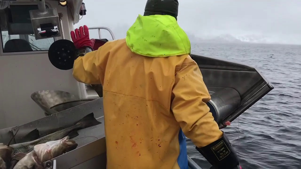 Lofotfiske i Henningsvær 2020
