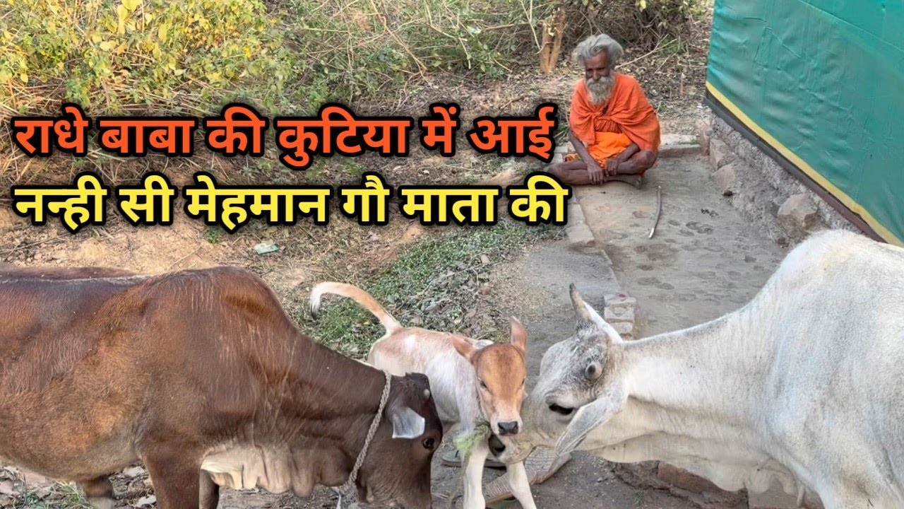 राधे बाबा की कुटिया में आई नन्ही सी मेहमान गौ माता की राधे बाबा हुए प्रसन्न