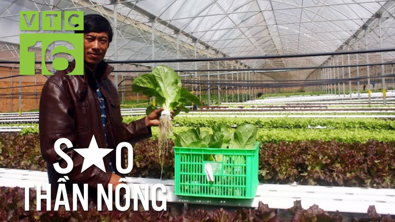 Vườn rau thủy canh hiện đại bậc nhất Đà Lạt thu 4 tỷ/năm | VTC16