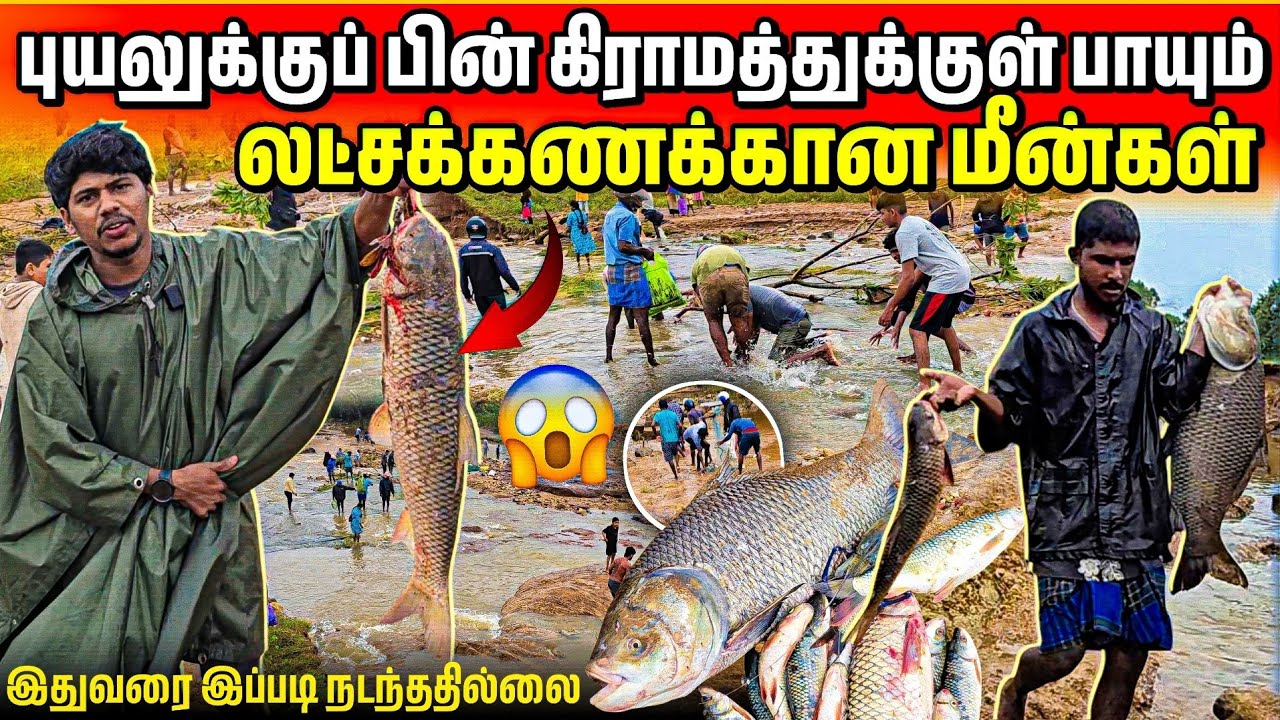 🔴 புயலால் படையெடுக்கும் மீன்கள் 😱 | முல்லைத்தீவில் பாயும் லட்சக்கணக்கான மீன்கள் 😱 | Rj with Kj 