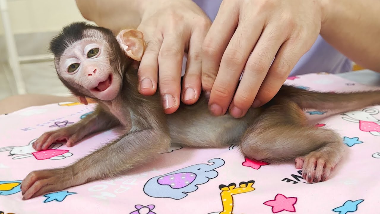 Baby Monkey Annie sleeps well while being massaged by her father