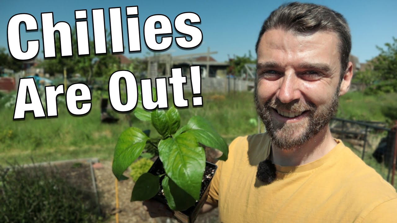 May Allotment Tour | Solar Irrigation | AutoPot Setup | Tiny Tomato Plants