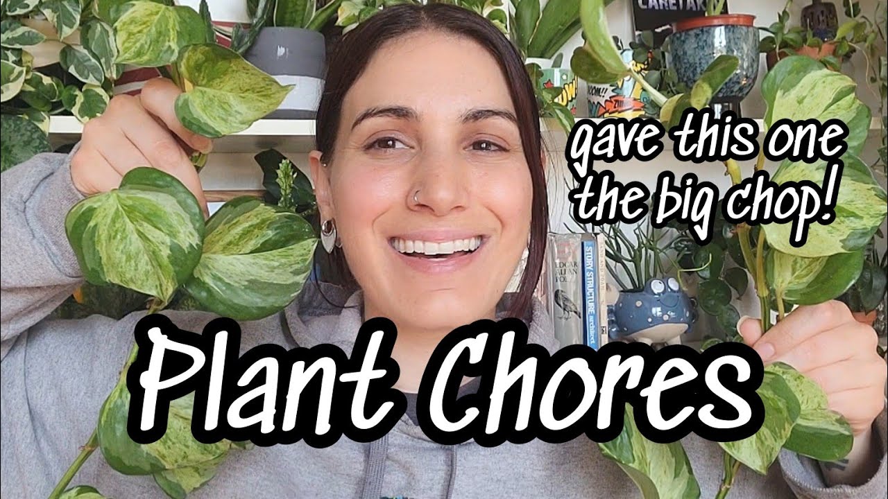 PLANT CHORES 💦🪴 watering plants + giving my manjula pothos the big chop!! 😲