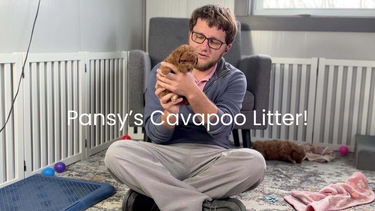 Pansy's Cavapoo Litter Update! | These Pups Are So Beautiful!