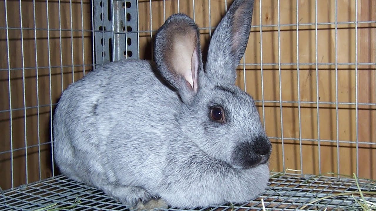 Champagne d'Argent Rabbits | Abundant High Quality Meat