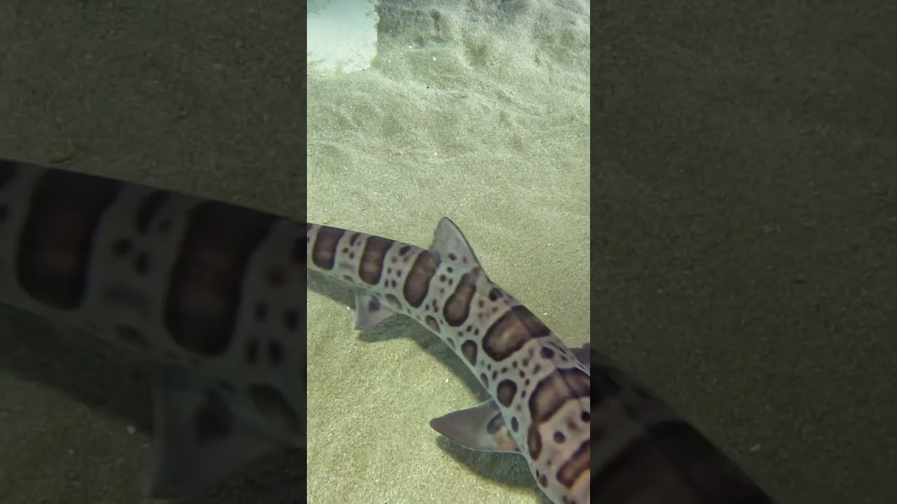 Birch Aquarium: Leopard Shark Love