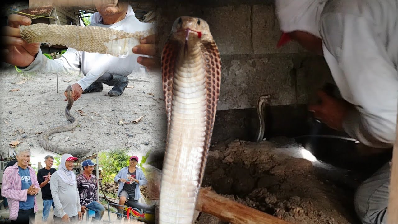 Cobra sa ilalim ng kubo nag balat may ari nababahala na baka maka tuklaw 