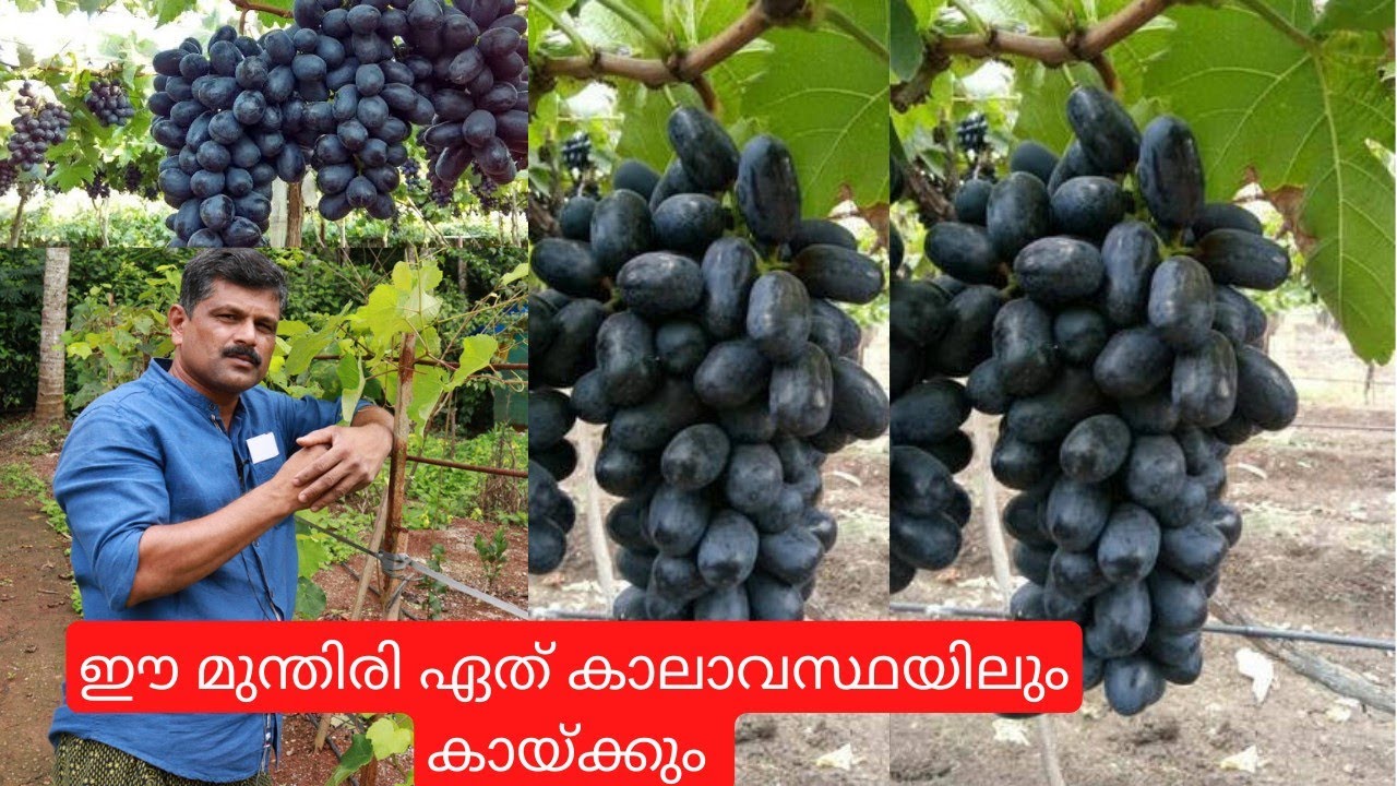 നമ്മുടെ കാലാവസ്ഥയിൽ കായ്ക്കുന്ന Seedless മുന്തിരി തൈകൾ വിലക്കുറവിൽ വാങ്ങാം|Seedless Grape