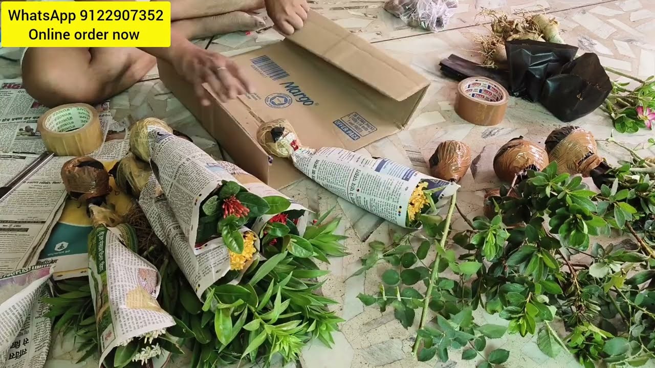 packing live plant shipping Rajasthan पौधे को कैसे पैक करें complete guide
