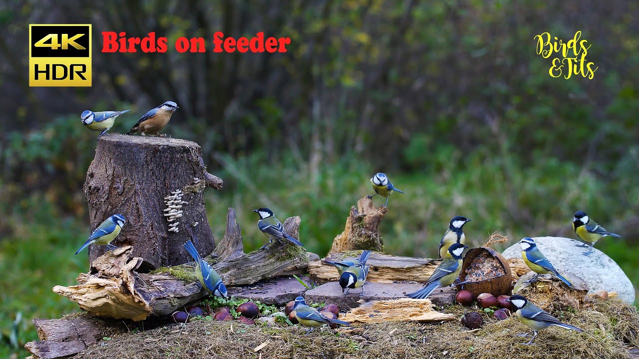 Birds & tits: Birds on feeder - 4K HDR - CATs tv
