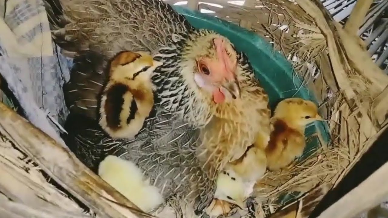 Induk Ayam yang baru menetaskan anaknya | SUARA AYAM