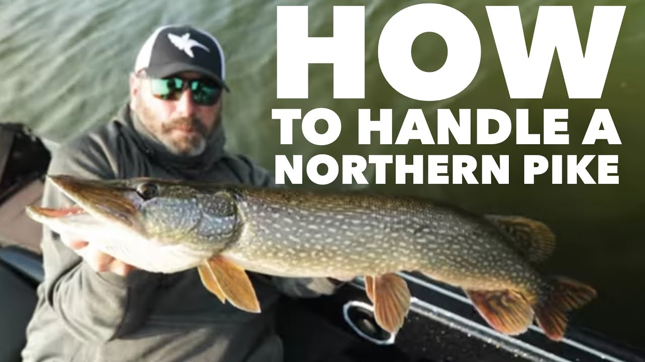 How to Handle A Northern Pike